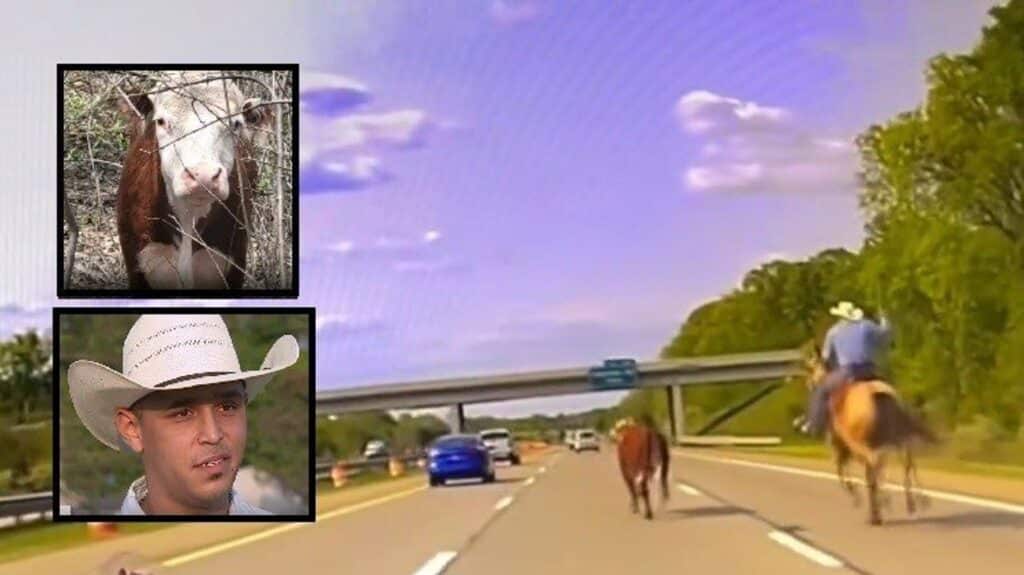 Cowboy on horseback wrangles runaway cow on busy Michigan highway