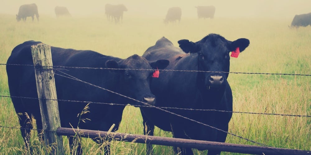 IN-DEPTH: Controversial mRNA Technology Now Targeting Livestock