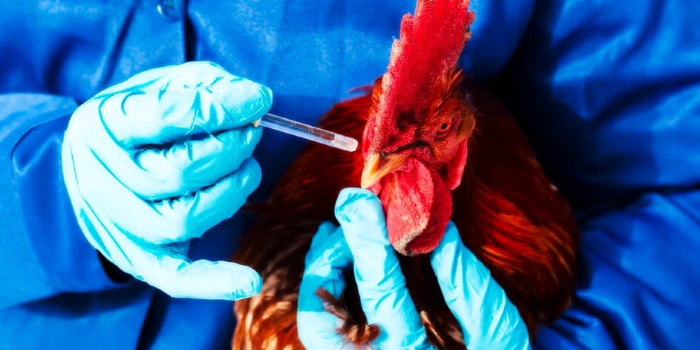 The Next Plandemic? Experts Say Bird Flu Virus Is “Changing Rapidly”