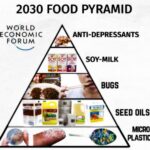 WEF Food Pyramid