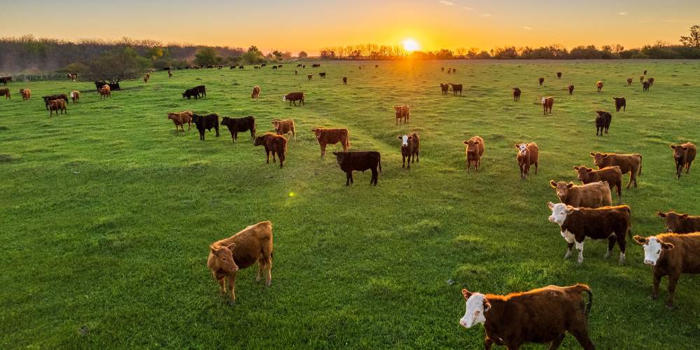 EPA Threatens Locally Produced Beef